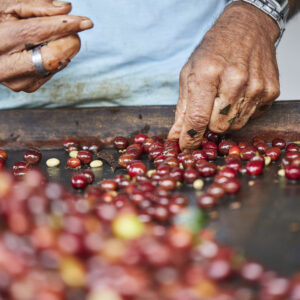 A close-up shot of male hands sorting the harvested coffee fruits before drying