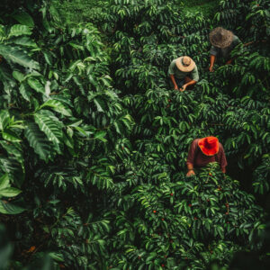 adult-harvesting-coffee (2)